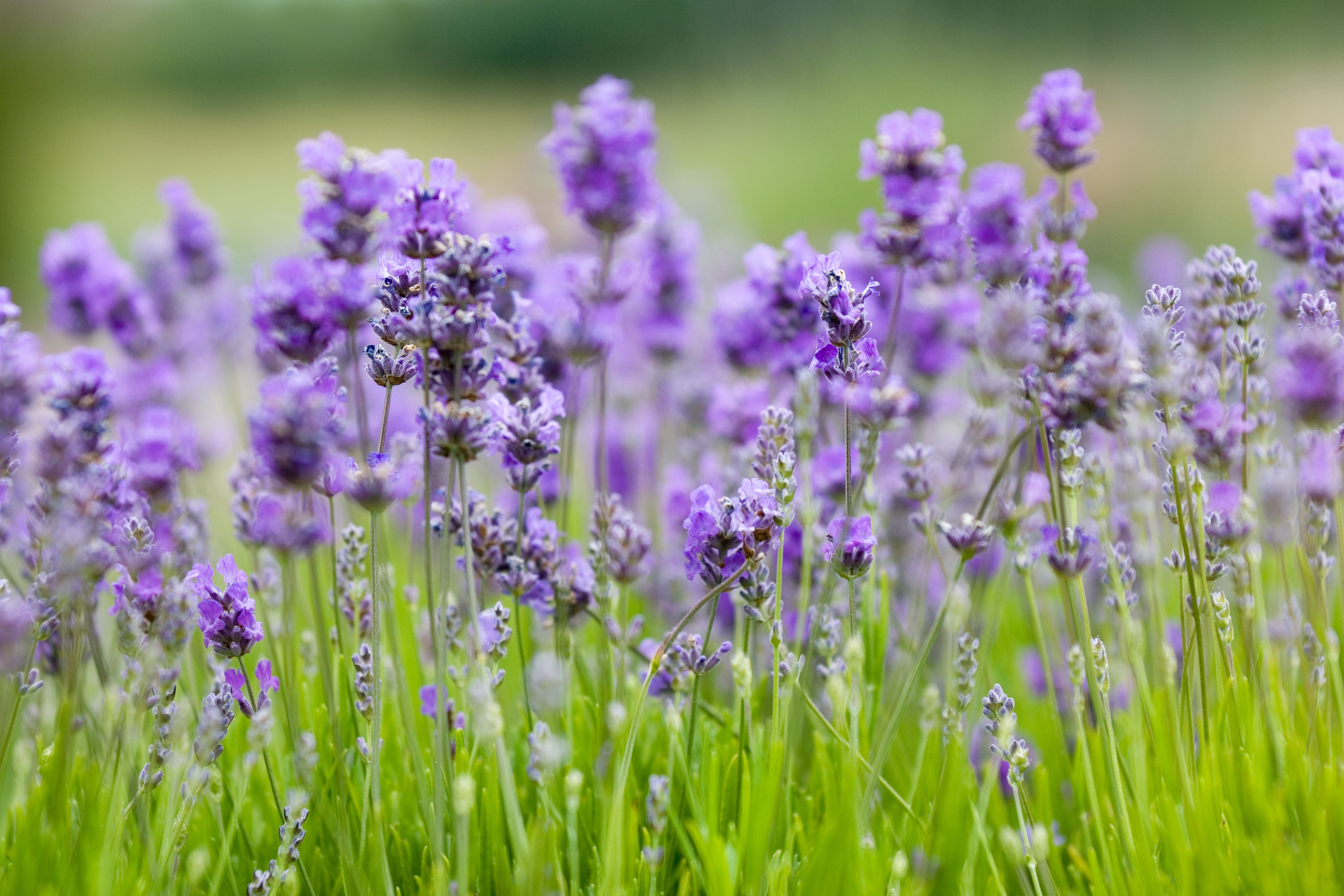 AdobeStock_901599.jpeg