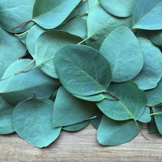 Eucalyptus 2448x2448 pixaby.jpg