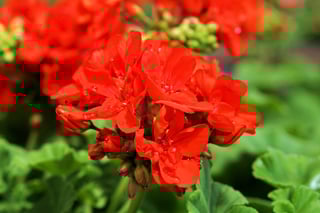 Geranium 1920x1280-1.jpg
