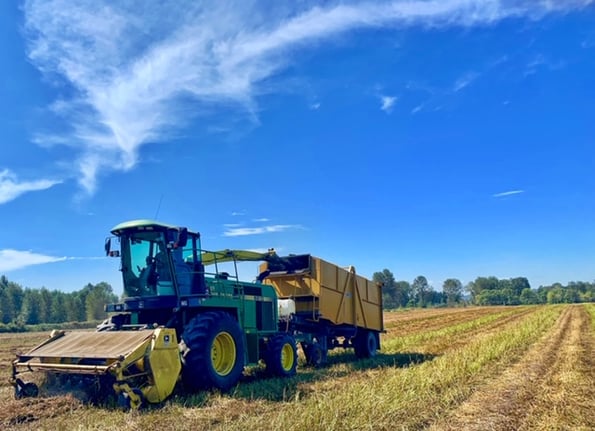 Tractor vacuuming dry peppermint