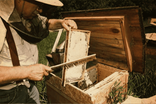 beekeeper