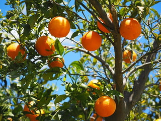 citrus greening 