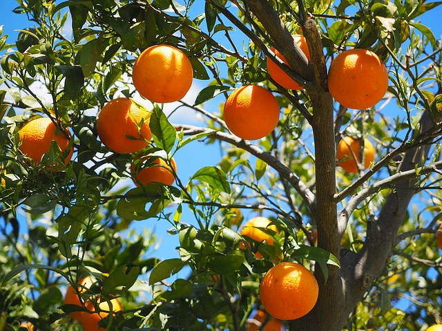 The War on Citrus Greening